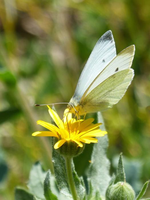 white butterfly on a yellow flower