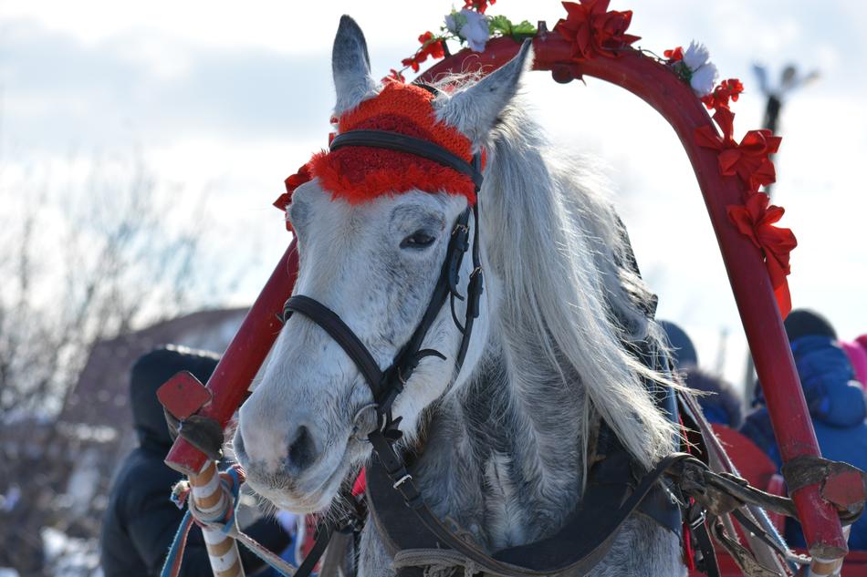 a white horse in red robes
