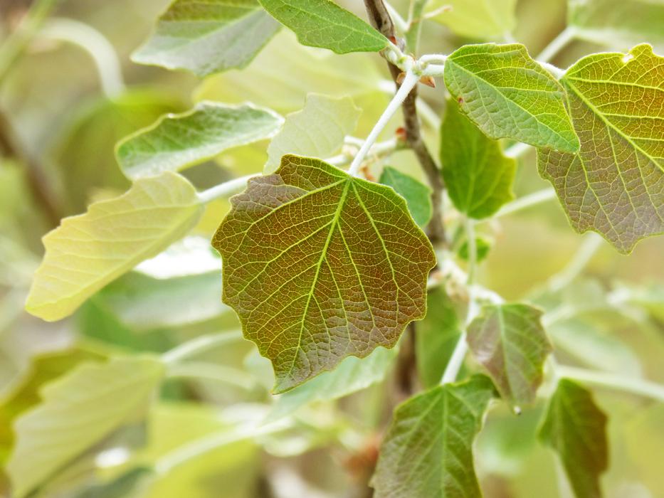 garden vine leaves on a branch