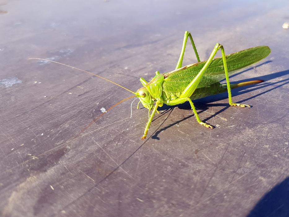 green grasshopper black