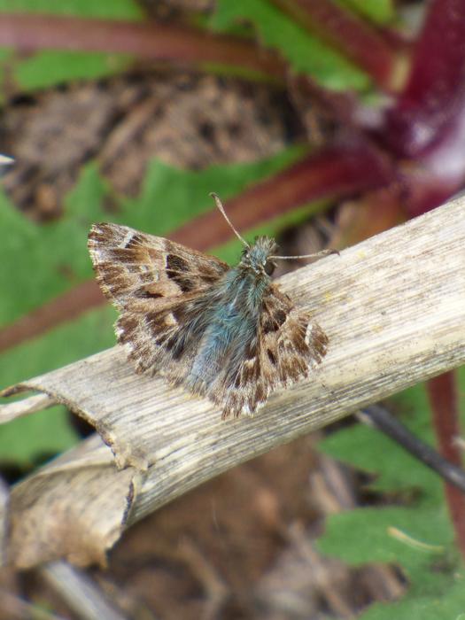 a beautiful butterfly in the garden
