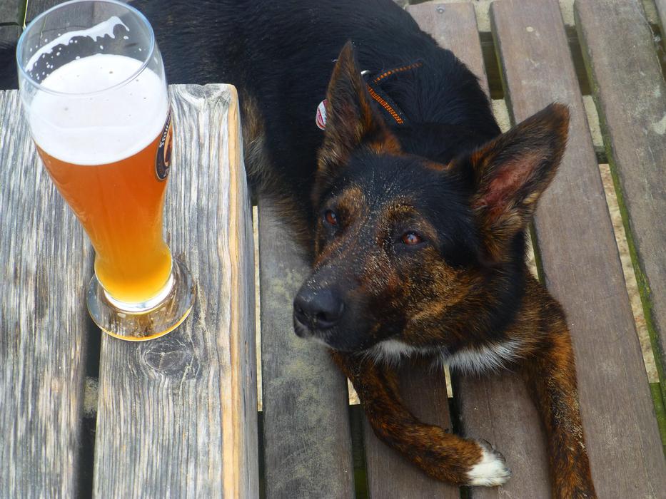 Beer Dog
