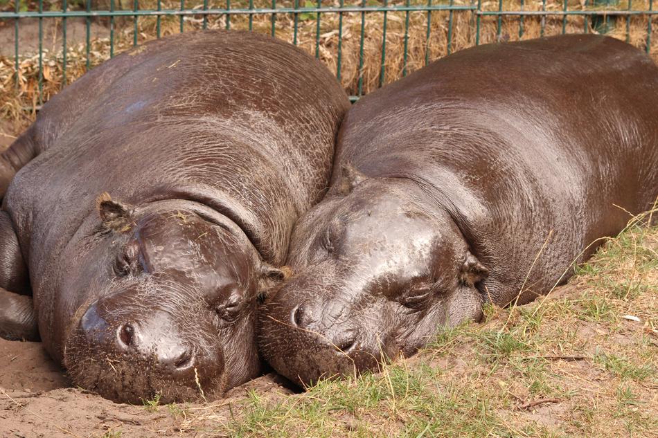 hippos sleeping at the zoo