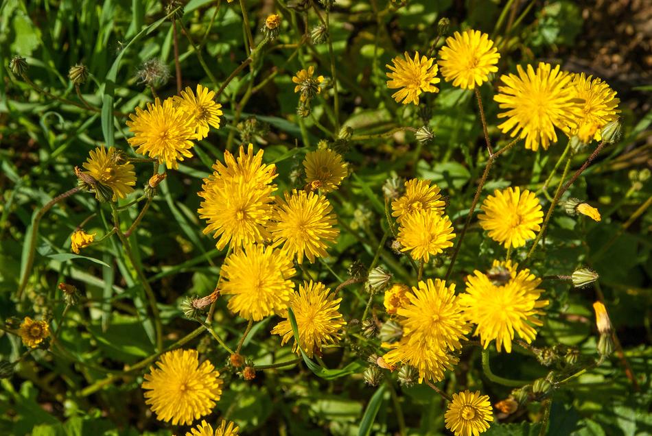 big bouquet of yellow flowers landscape