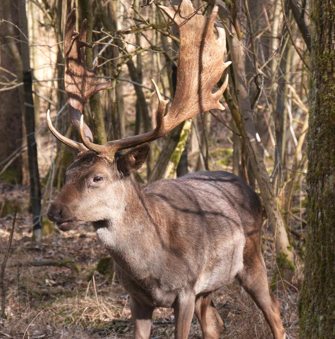 running moose in the woods