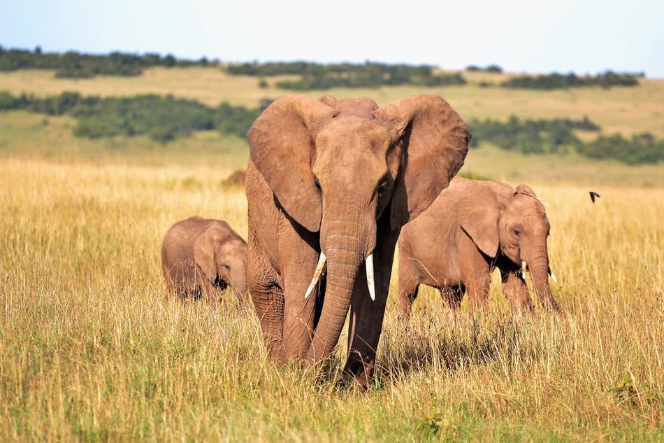 elephants herd at the zoo
