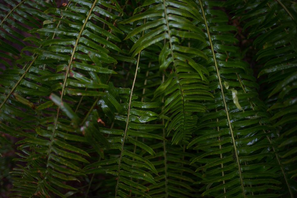 green big leaves in the jungle