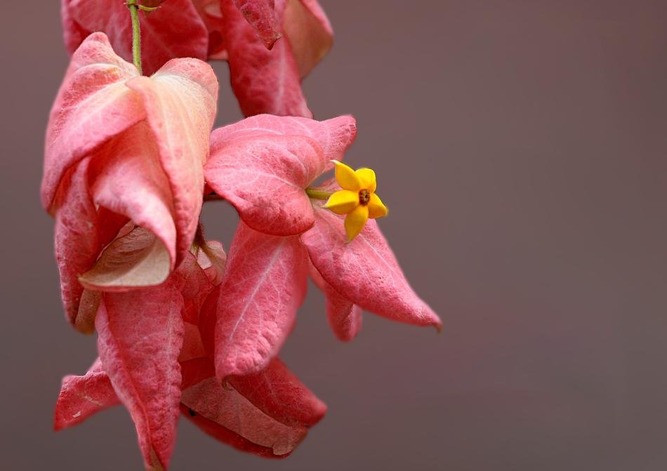 pink flowers background is beautiful
