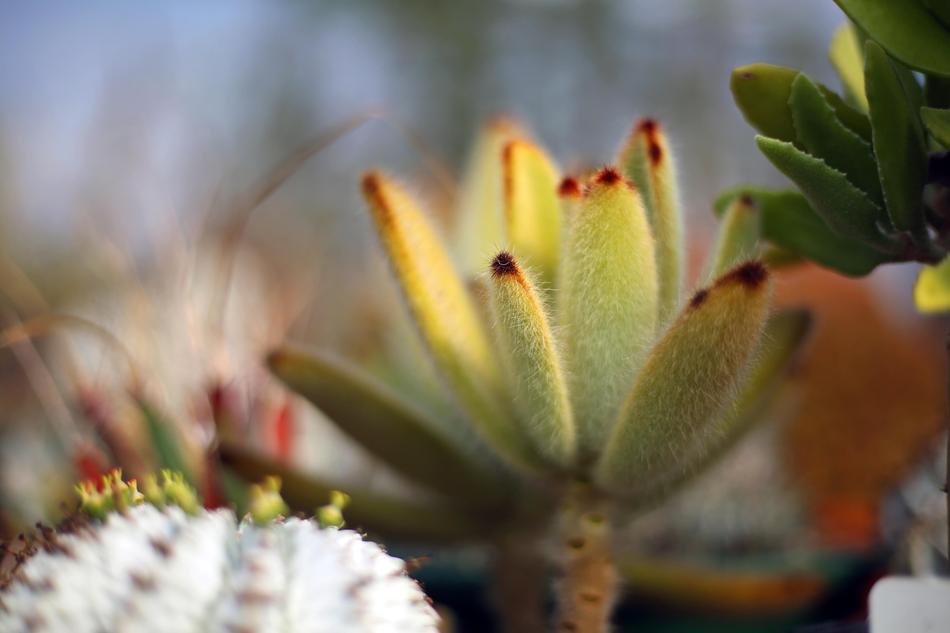 houseplants landscape
