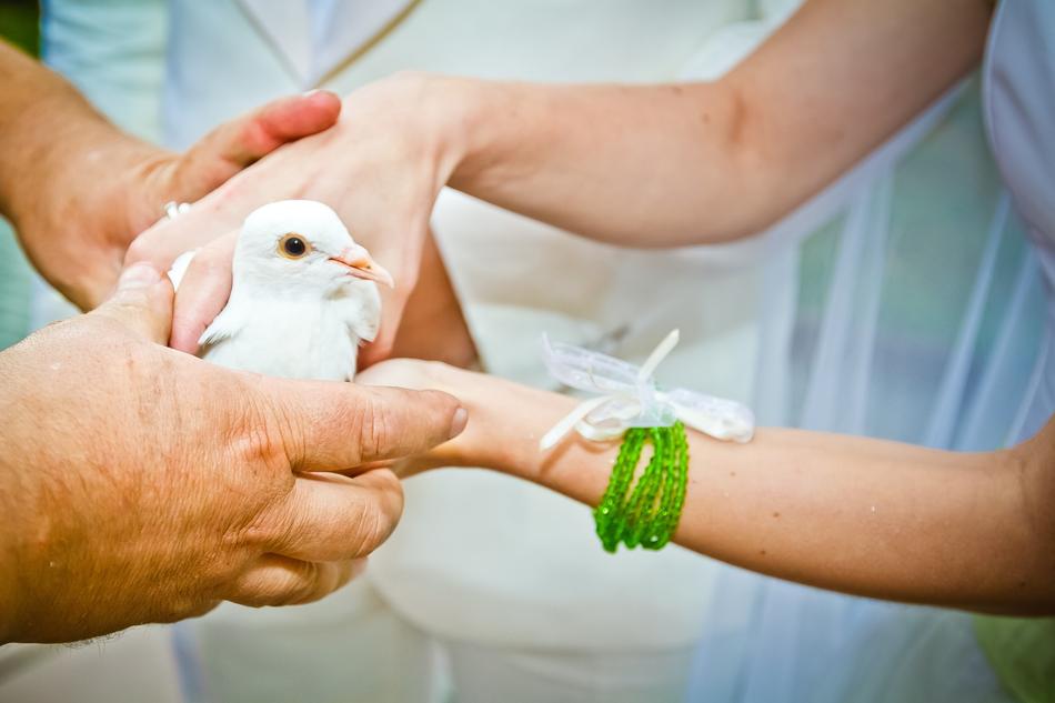 white dove in the hands of men