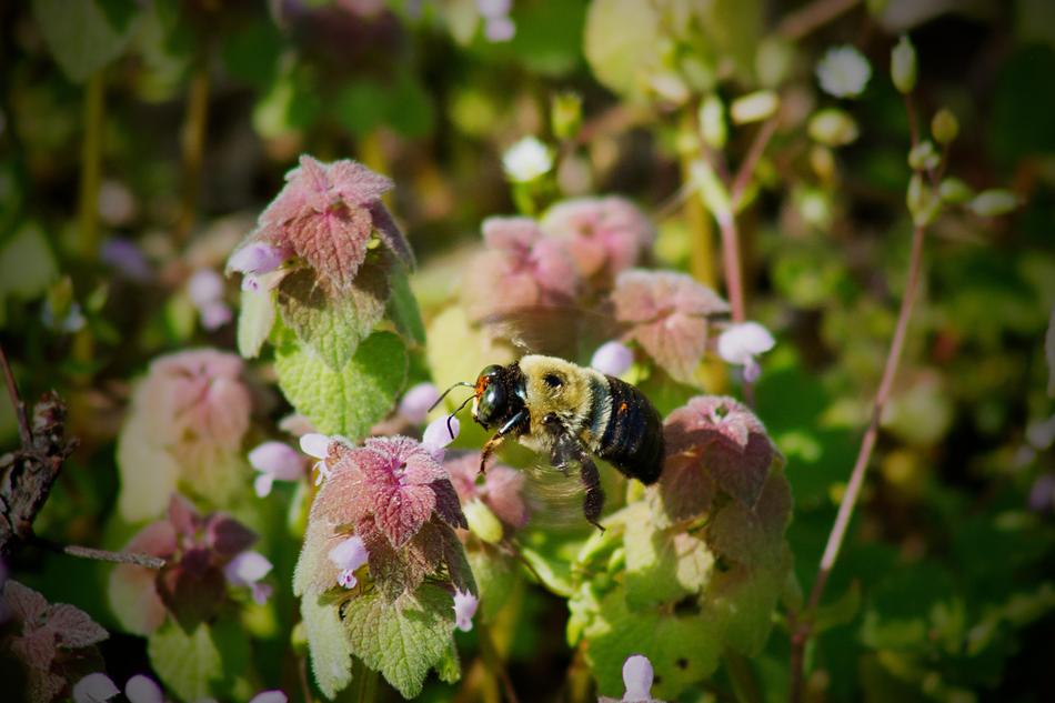bee on the bushes