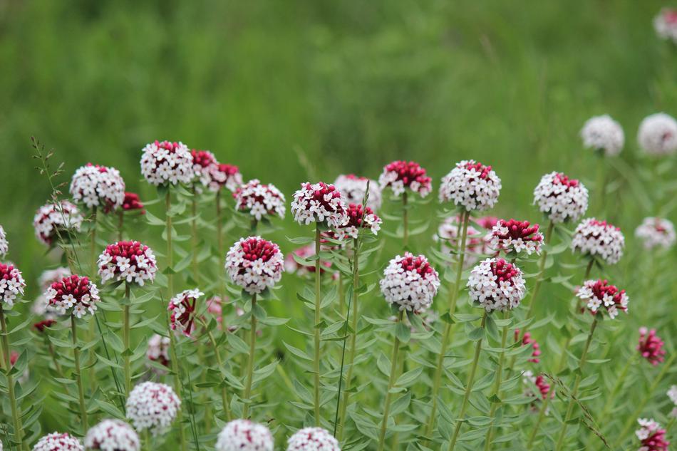 a flower meadow in the green grass