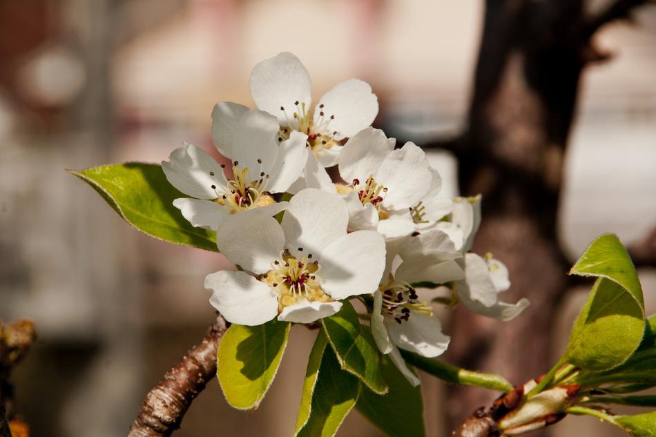 white flowers on a tree garden