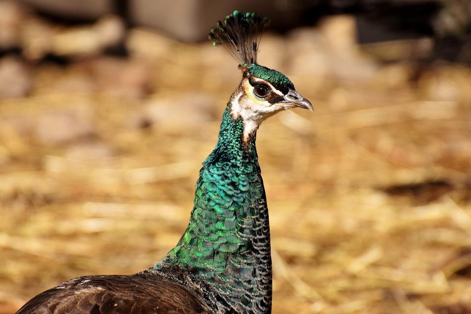 Peacock Female Pride green