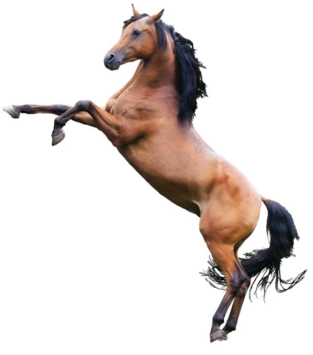 brown horse on legs