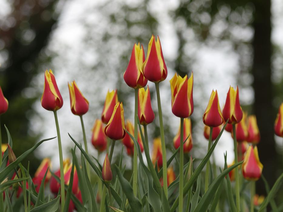 the tulip field in the garden is beautiful