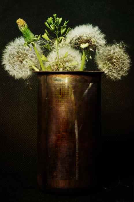 dandelions in an iron jar