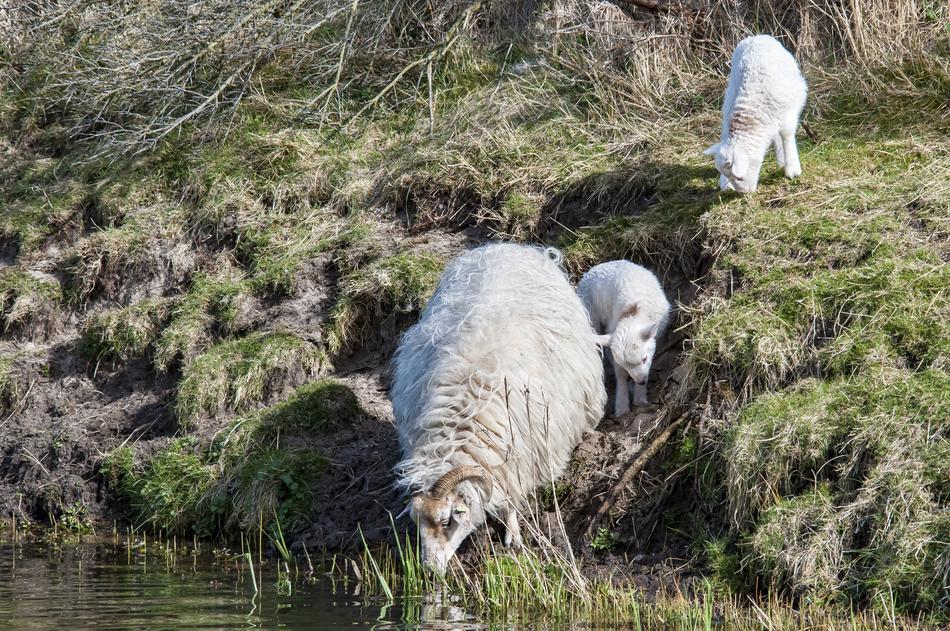 animals by the lake drinking