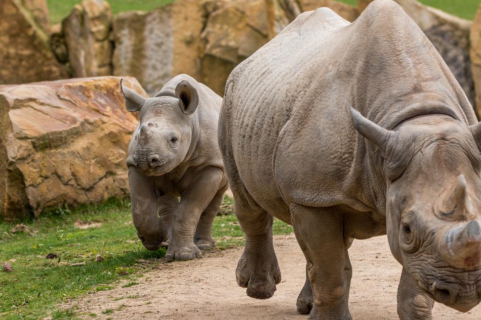big rhinos on safari