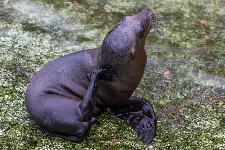 black seal by the water