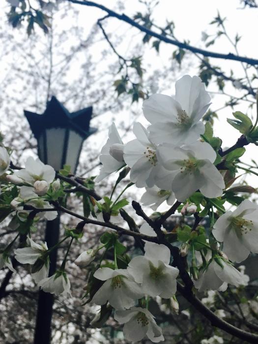 a lantern with white flowers in the garden