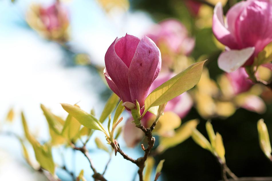 pink flowers with foliage