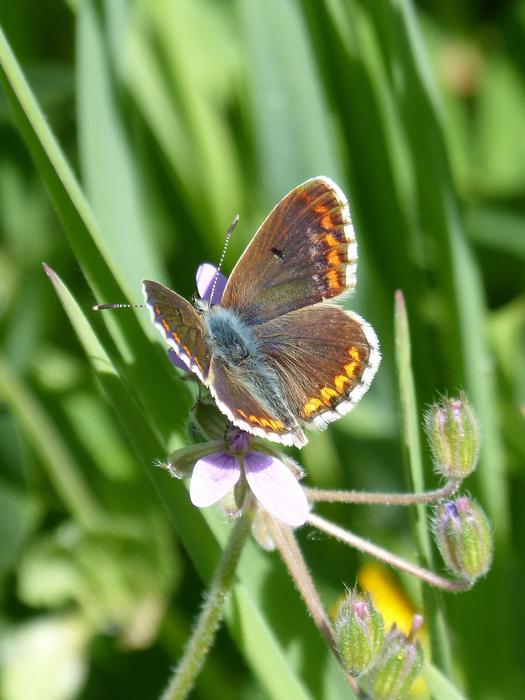 a butterfly on the green grass