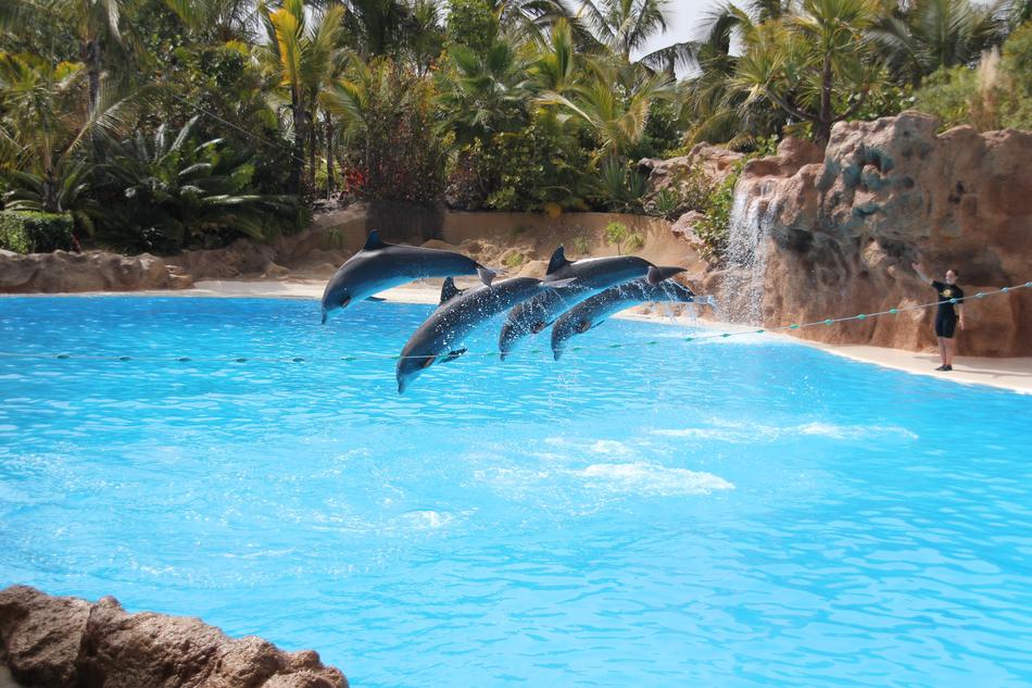 the dolphins in the pool are performing