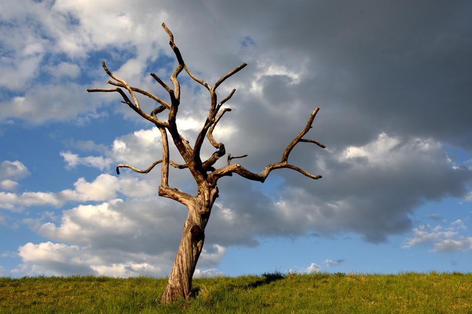 big tree with clouds