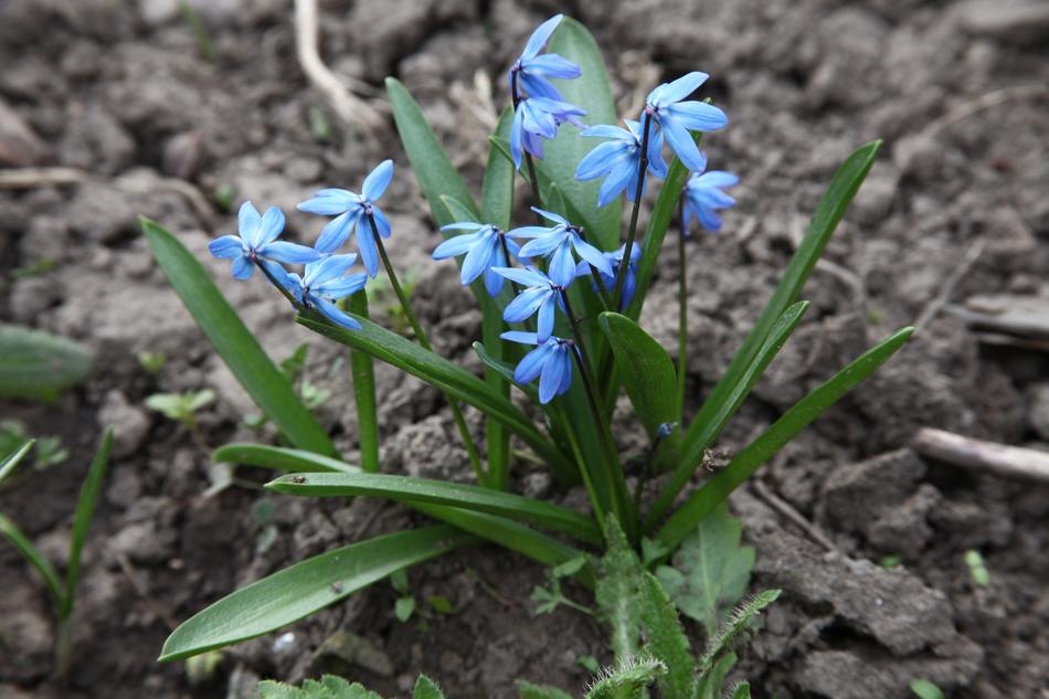 blue flowers with grass
