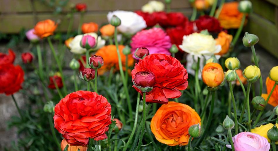 beautiful big bouquet