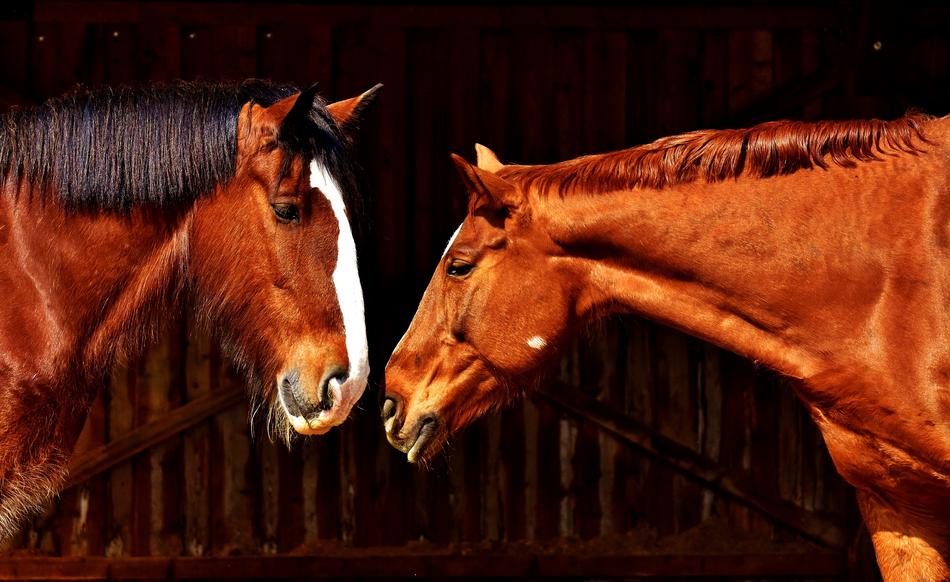 Two horses love