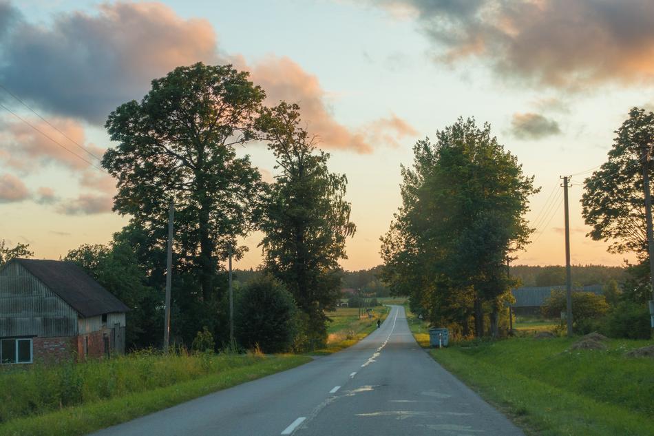 Road Tree