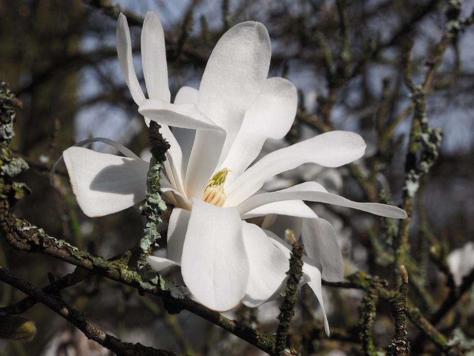 spring flower landscape