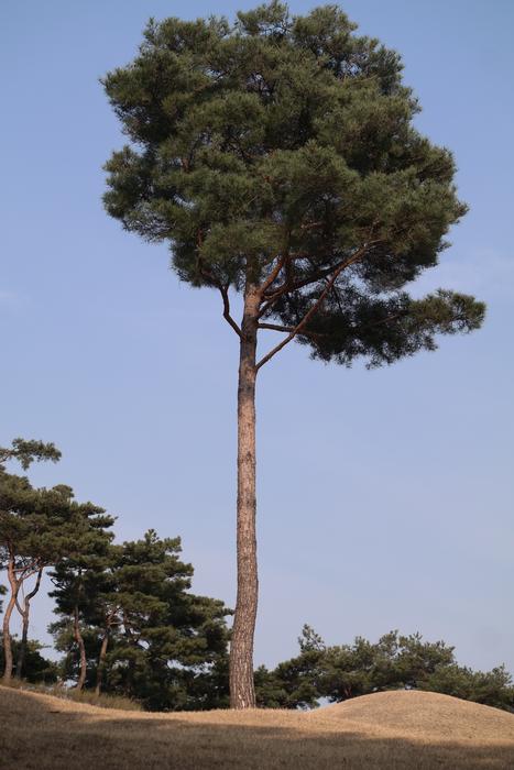 a tall tree against a background of clouds