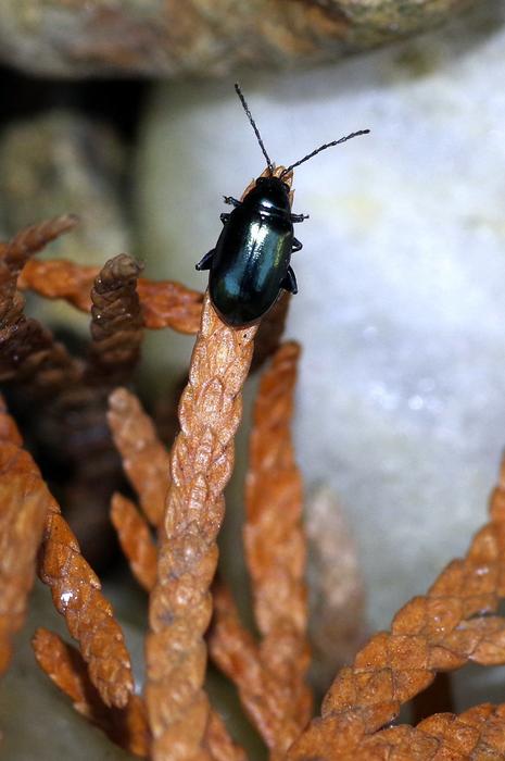 a black beetle on brown grasses