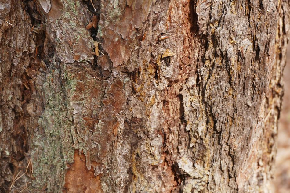 Tree Bark as background
