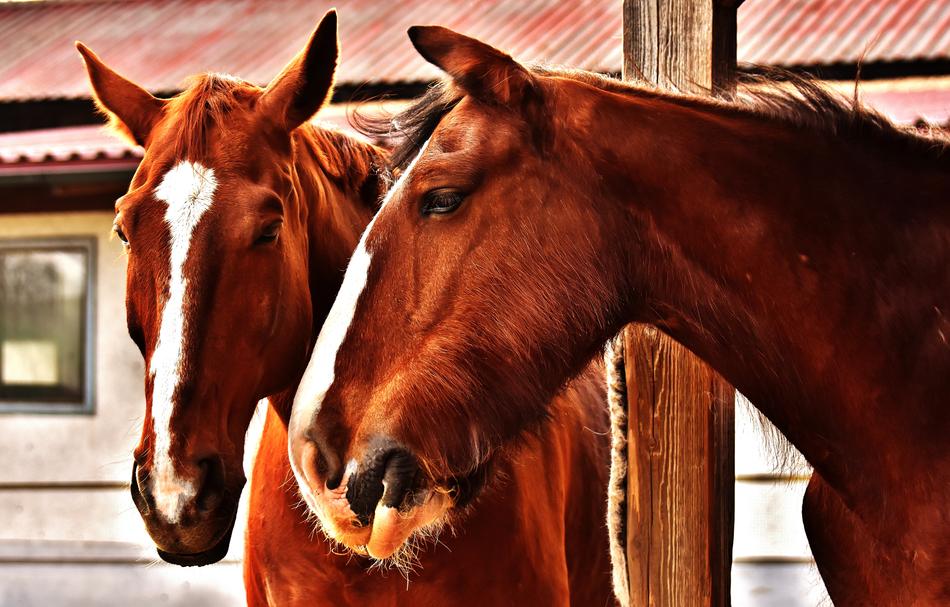 the horses are on the farm