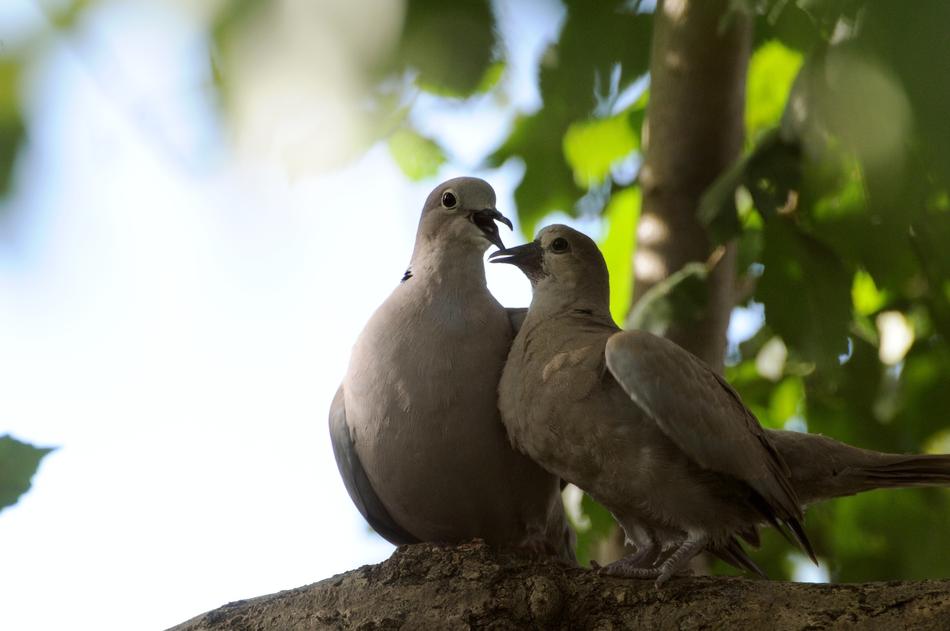 a pair of pigeons in a tree in the garden