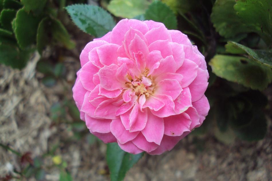 Flower Rosa