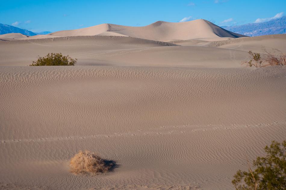 sandy desert with trees