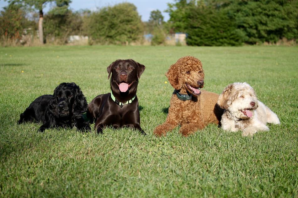 Dogs Best Friends on meadow