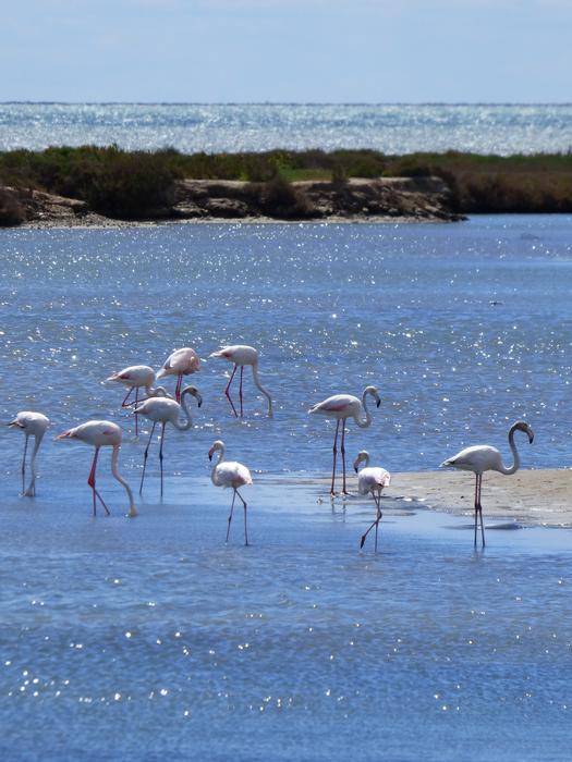 white birds on blue water