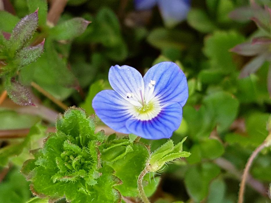 an unusual flower