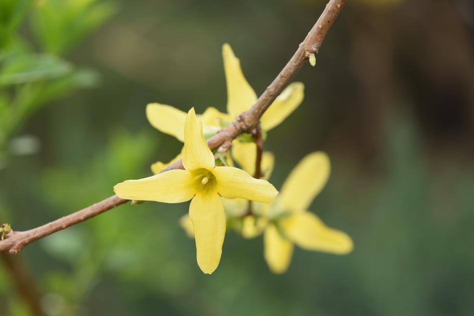 The magic yellow flower