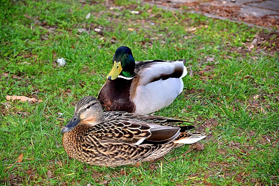 colored ducks on grass