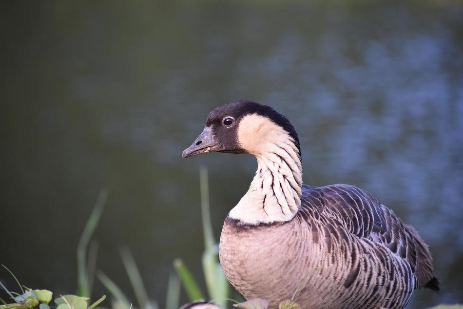 wild goose in the water