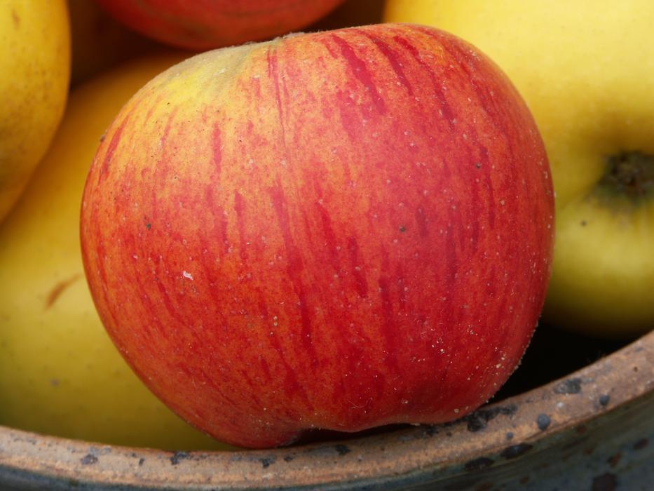 ripe apples in the basket