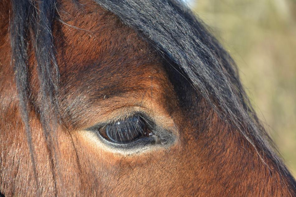 beautiful horse look