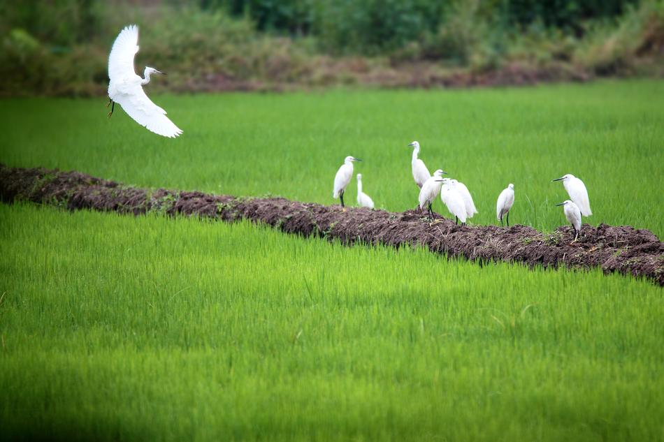 white birds on the green grass